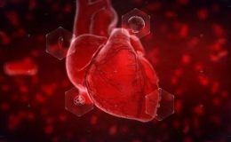 VIDEOHIVE HEART REVEAL