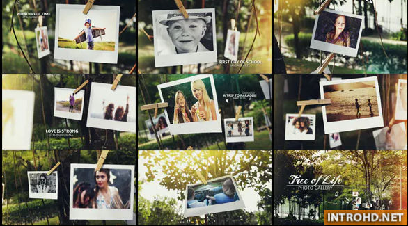 VIDEOHIVE TREE OF LIFE PHOTO GALLERY