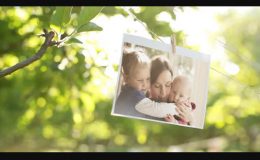 PHOTO GALLERY IN A SUNNY ORCHARD - (VIDEOHIVE)
