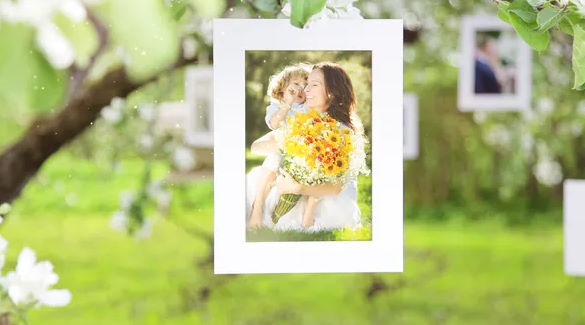 PHOTO GALLERY BLOSSOMS AND BEES – (VIDEOHIVE)