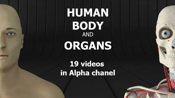 Videohive Human Body and Organs 20727612