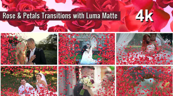 Rose and Petals Transition with Luma Matte – 7 Variations 4k – Videohive