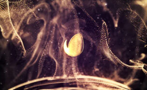 Gold Abstract Titles – Videohive