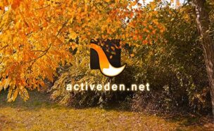 Videohive Autumn Logo – 9237706