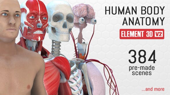 Videohive Human Body Anatomy