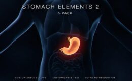 Stomach Elements 2 - Videohive
