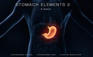 Stomach Elements 2 – Videohive