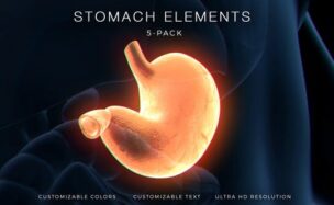 Stomach Elements – Videohive