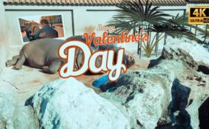 Videohive Hippo Valentines Day