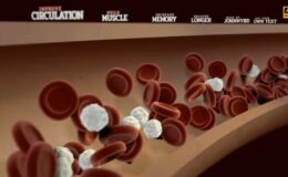Videohive The Blood