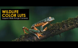 Videohive Wildlife LUTs